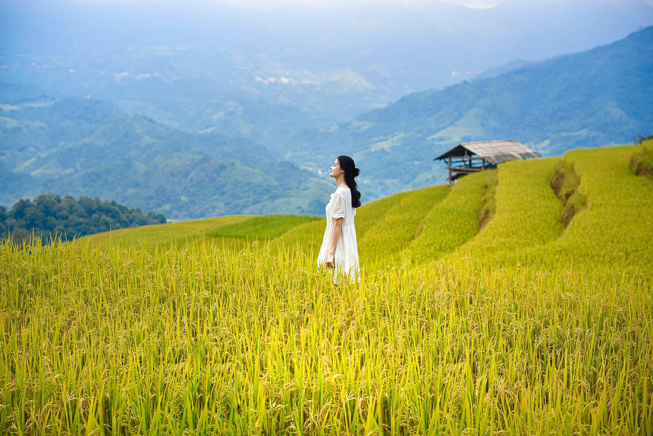 Home vietnam, lua, rice, hoangsuphi, hagiang, mountain, ruongbacthang, nature, women