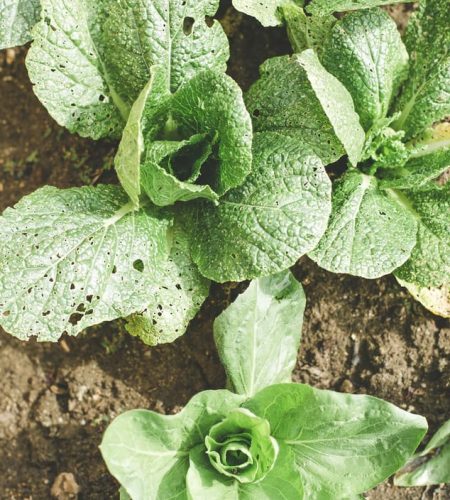 farming03 free img.jpg